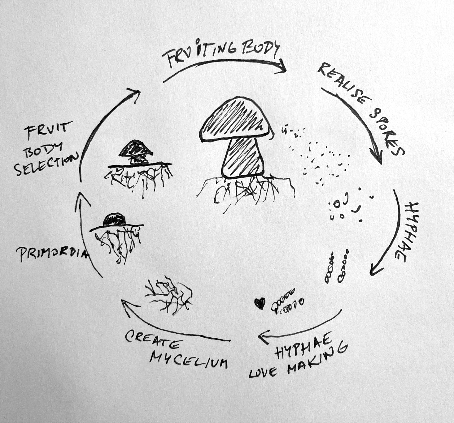 life-of-mushroom